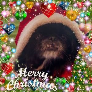 Meet your Posher, Carleen